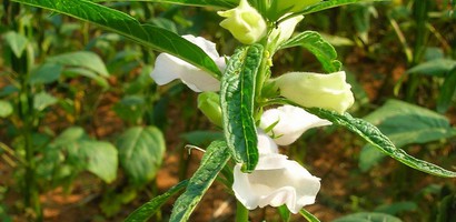 Кунжут